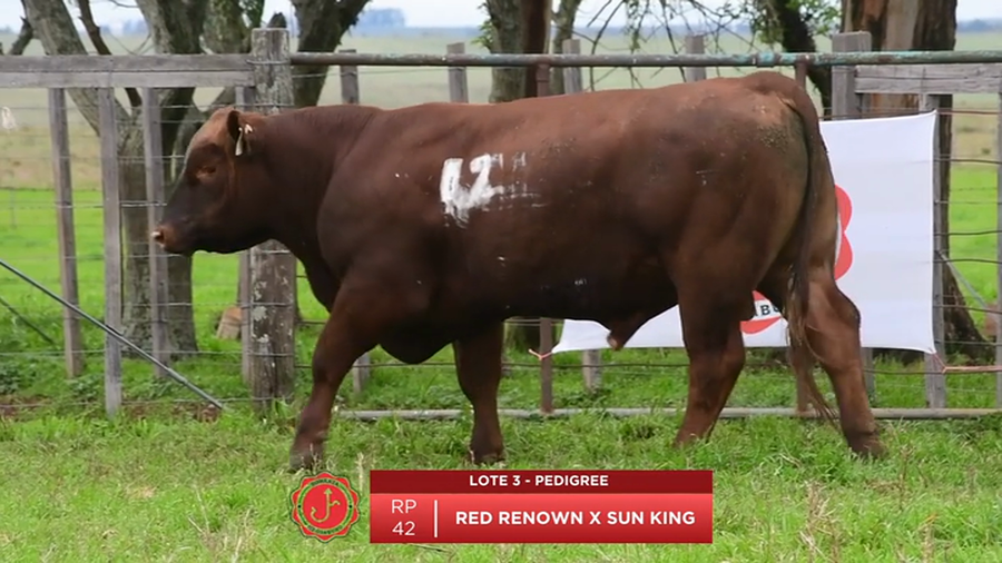 Lote Toro Pedigree
