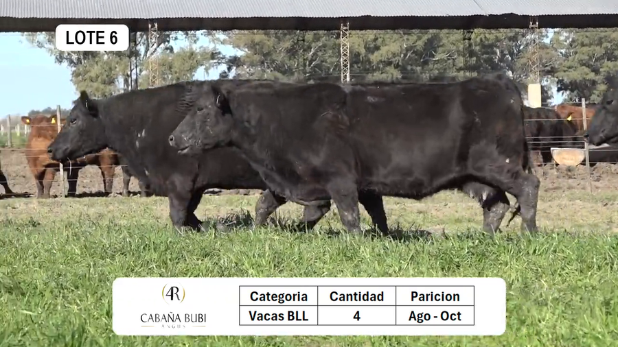 Lote Vientres Paridos MaS - Puros Controlados