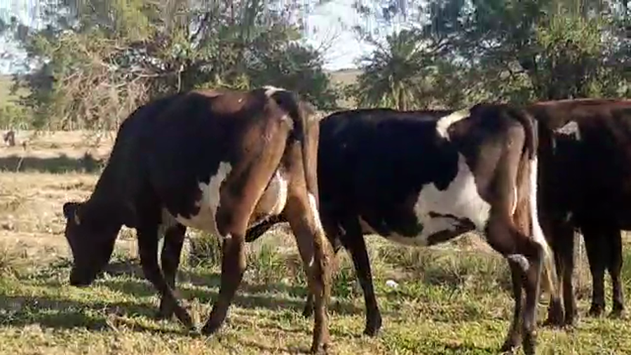 Lote 4 Vaquillonas 1 a 2 años KIWI a remate en REMATE POR PANTALLA 400kg - , San José