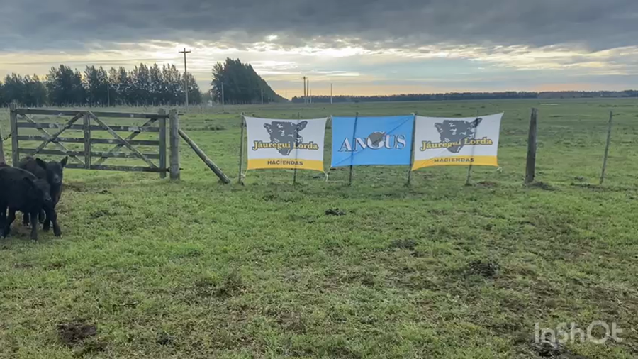 Lote 40 Vaquillonas C/ cria en Brandsen, Buenos Aires