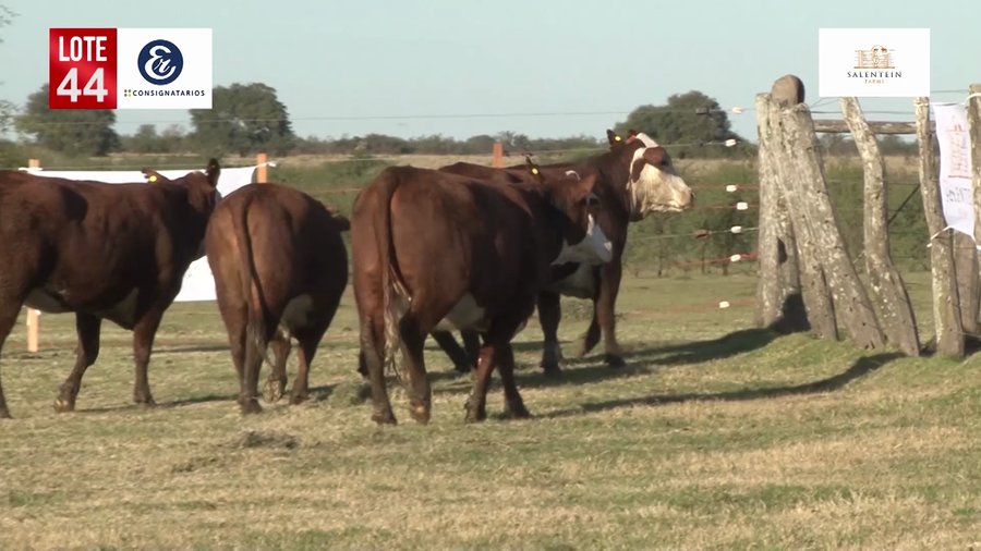 Lote Vaquillas Braford Generales-Preñadas IATF (17-12-2021) y Servicio Colectivo (27/12/21 al 05/02/22)