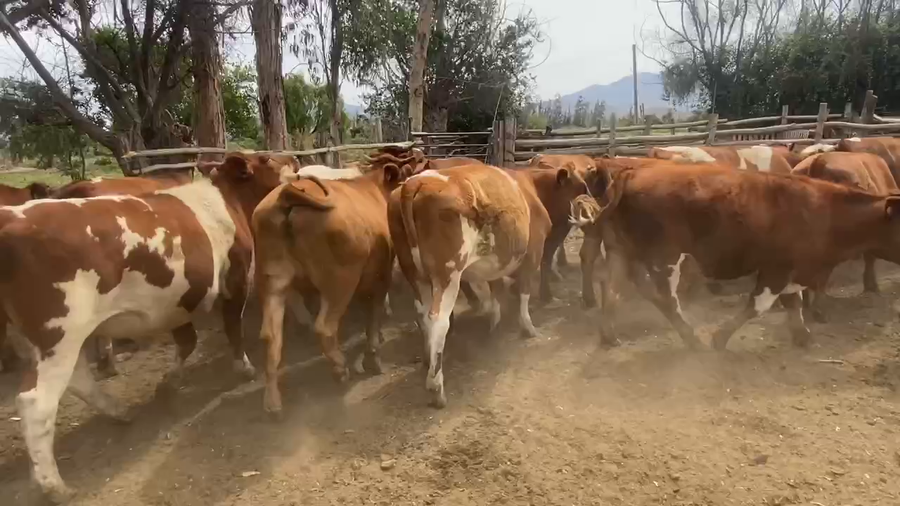 Lote 39 Novillo Engorda en Melipilla, Región Metropolitana