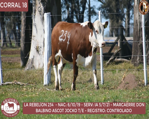 Lote Vaquillona Braford Cabaña El Retiro