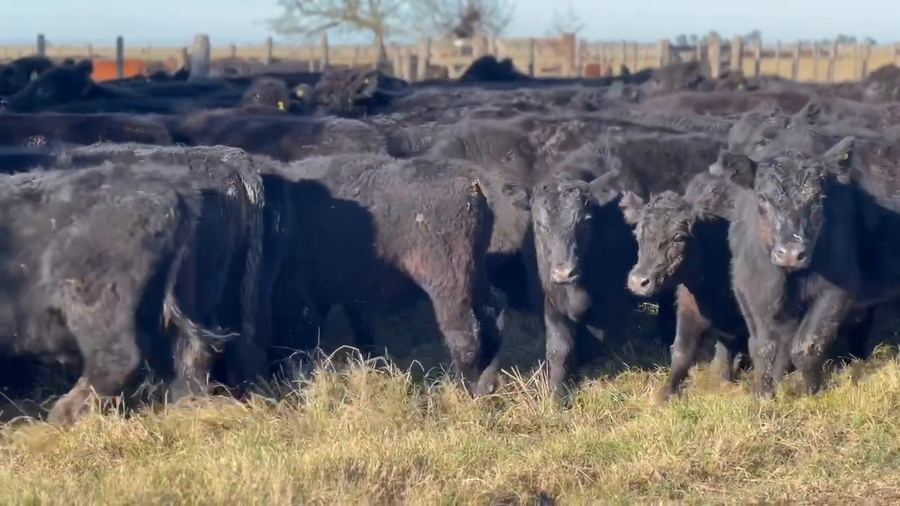 Lote 70 Terneros en Dolores, Buenos Aires