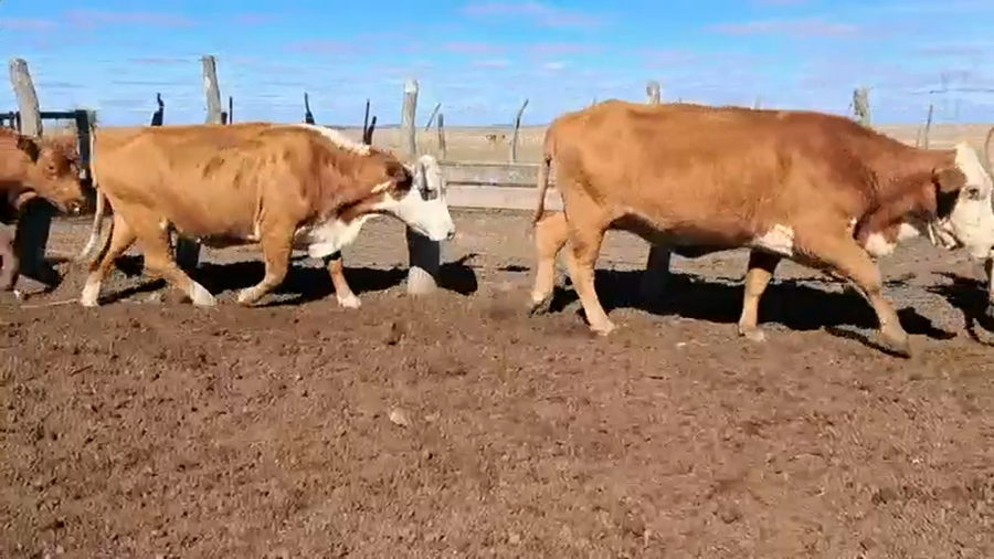 Lote 25 Vacas CUT preñadas