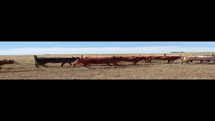 Lote VIENTRES ENTORADOS