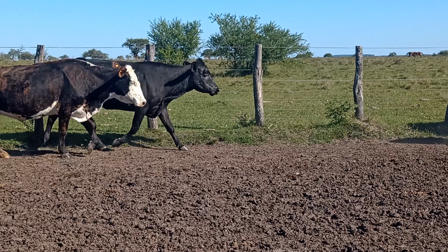Lote 36 Vacas de invernar