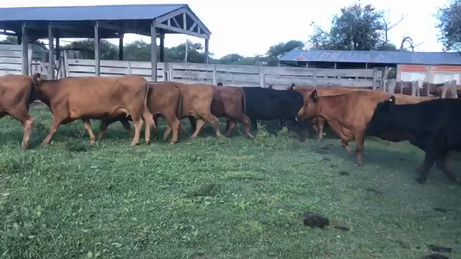 Lote 50 Vacas de invernar