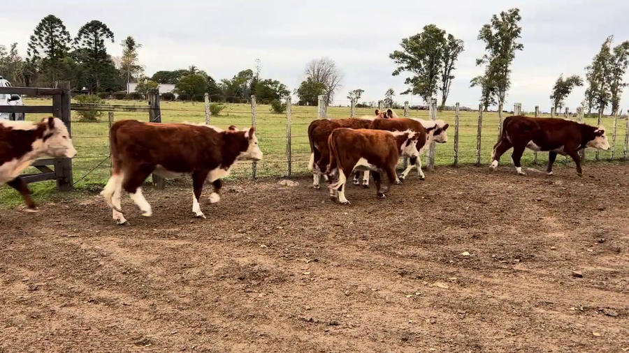 Lote VAQUILLONAS MAS DE 2 AÑOS