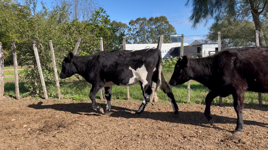 Lote TERNERAS