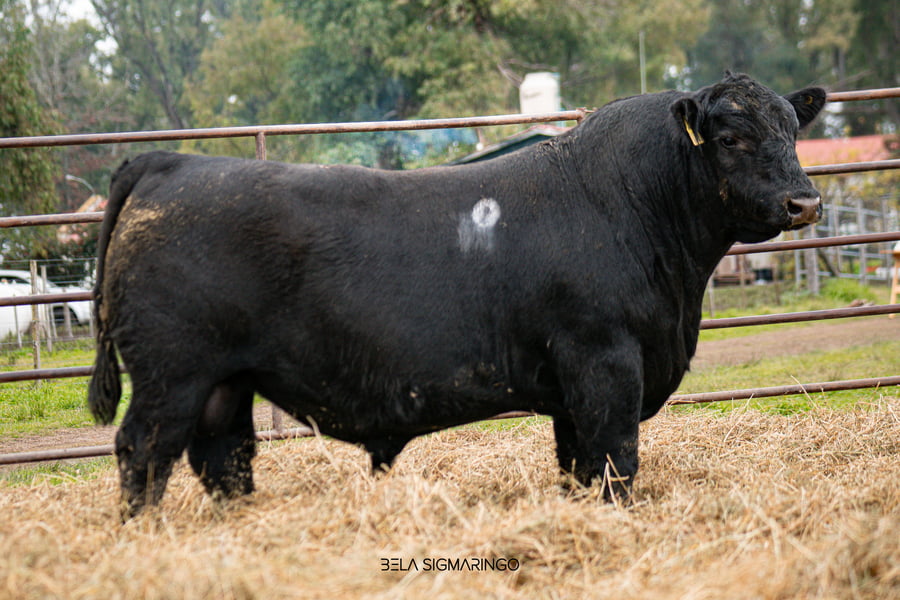 Lote TOROS ANGUS  PP
