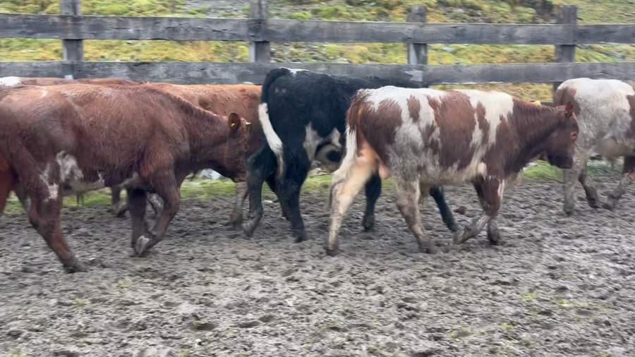 Lote 23 Ternero en Río Ibáñez, XI Región Aysén