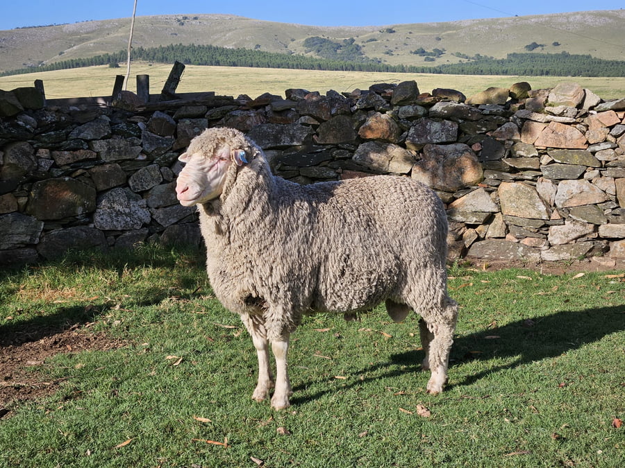 Lote (Vendido)Carneros a remate en Subasta Online - Nambi Guasu, Lavalleja