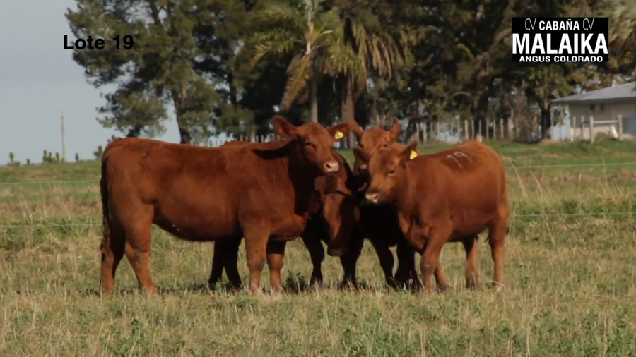 Lote "VAQUILLONAS PURA CONTROLADAS PREÑADAS ""CABAÑA MALAIKA"""