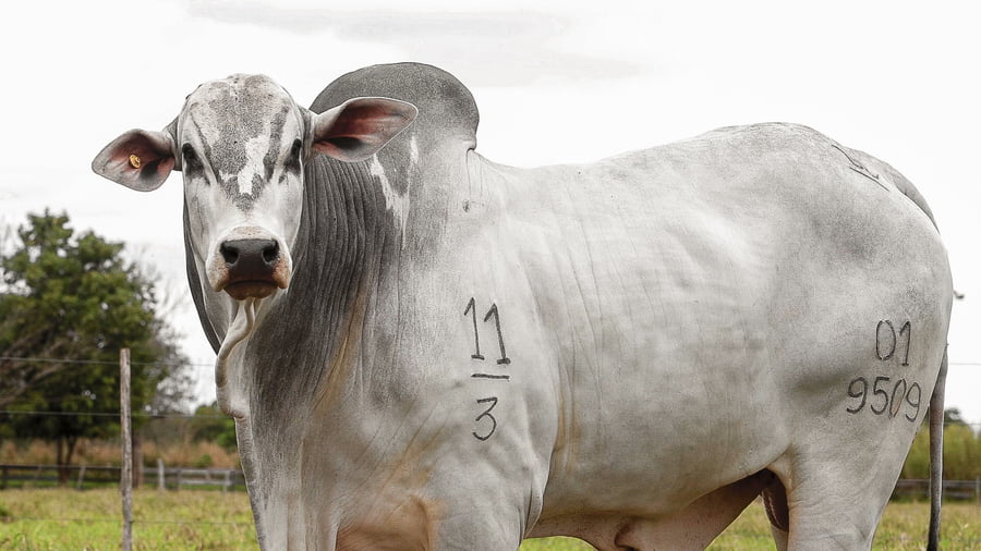 Lote LOTE 20