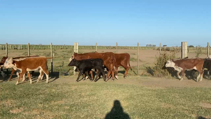 Lote 148 Terneras en Treinta y Tres