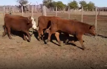 Lote 70 Terneras de 195Kg en Rufino, Santa Fe