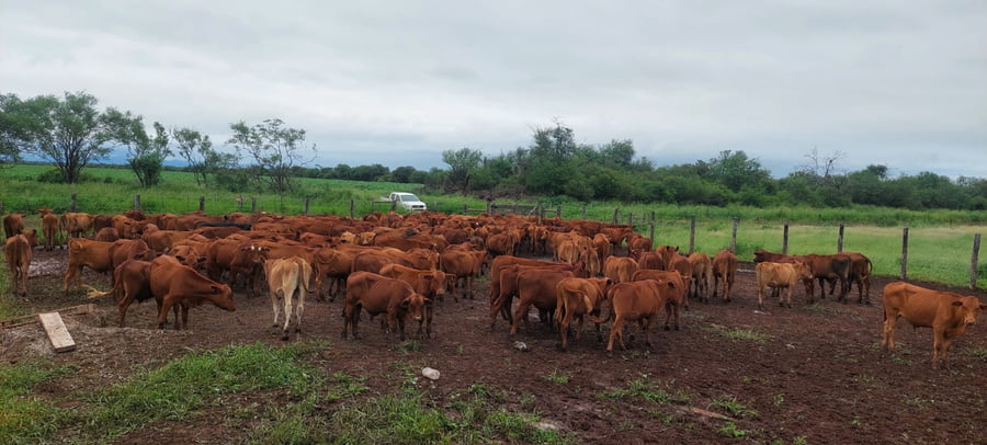 Lote 500 Novillos en Salta, A. Saravia