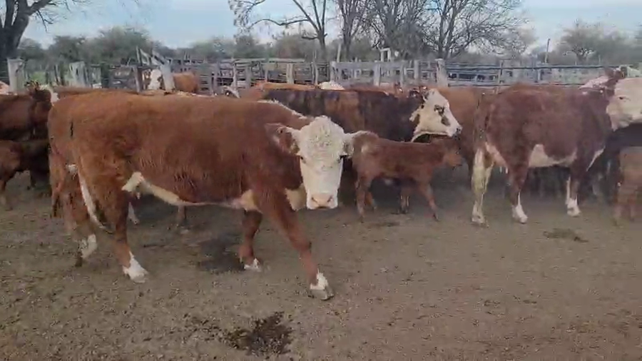 Lote 27 Vaquillonas C/ cria en Villaguay, Entre Ríos