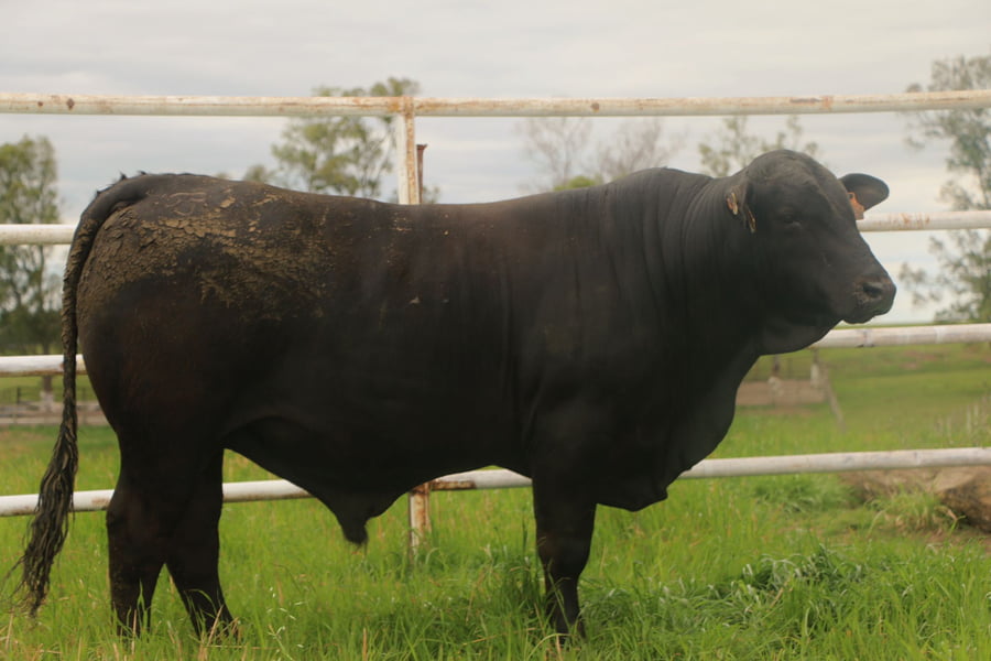 Lote Toros a remate en 14º Nacional Brangus, Tacuarembó