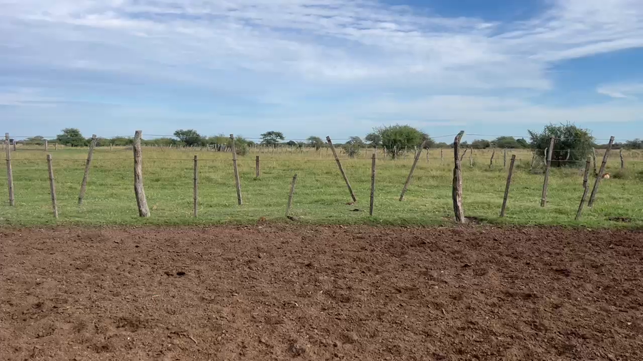 Lote 33 Novillos en Corrientes, Curuzu Cuatia