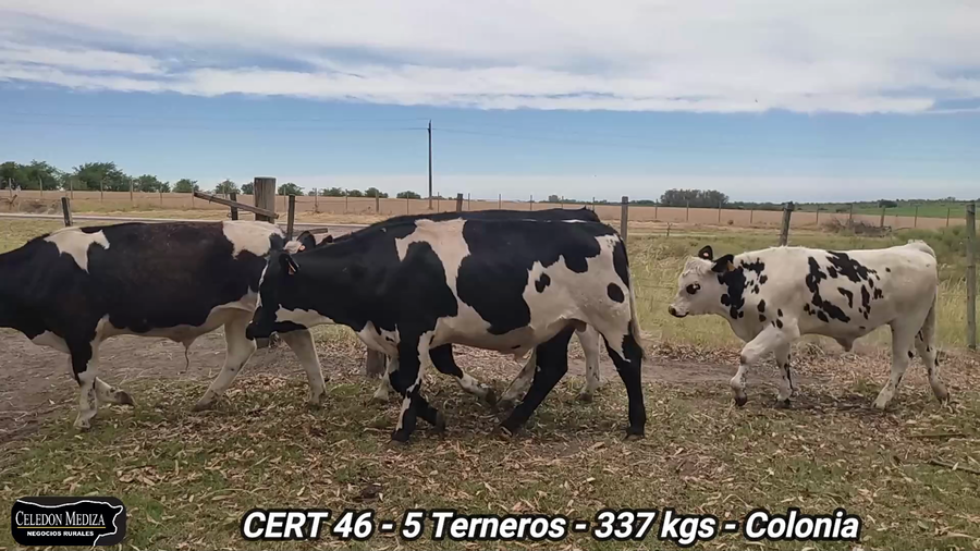 Lote 5 Terneros en Conchillas, Colonia