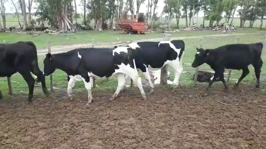 Lote NOVILLOS HOLANDO