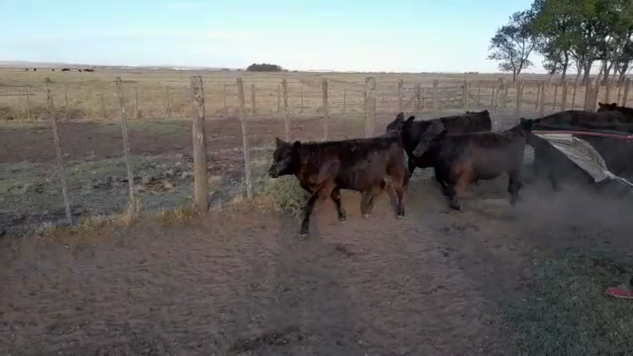 Lote 20 Terneros/as en Benito Juárez, Buenos Aires