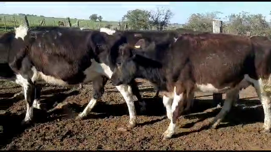 Lote 3 vaquillonas holando proximas