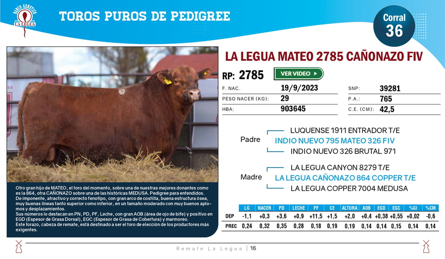 Lote TOROS ANGUS  PP