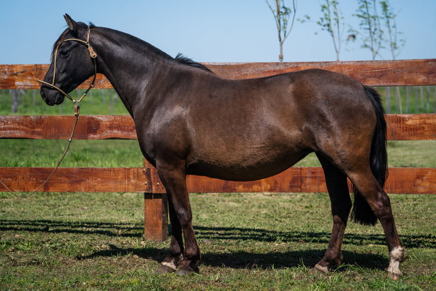 Lote LUA NOVA DA GAP SAO PEDRO