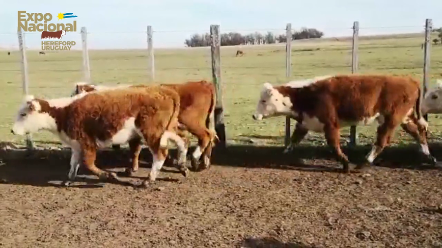 Lote 65 Terneras HEREFORD a remate en Expo Nacional 2022 170kg - , Paysandú