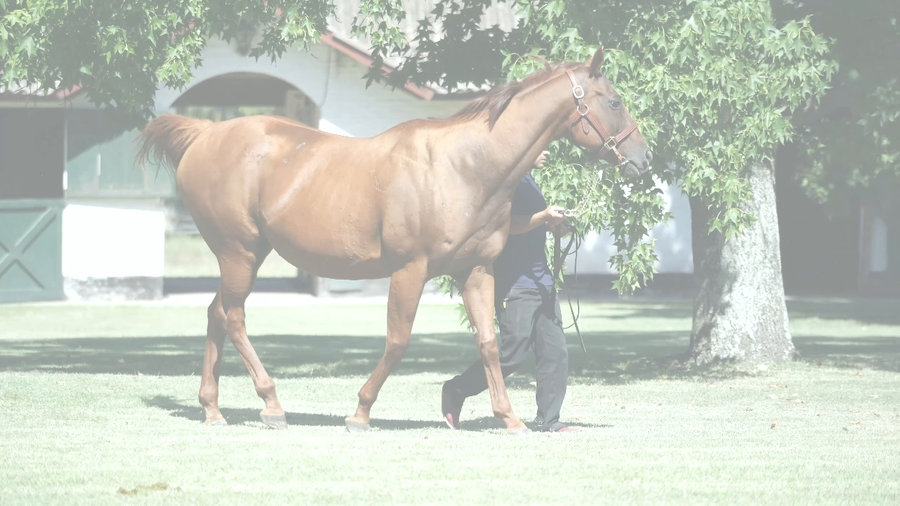 Lote TORTOLA KEY (KEY DEPUTY - TORCAZA CAT)  preñez de  MADE YOU LOOK