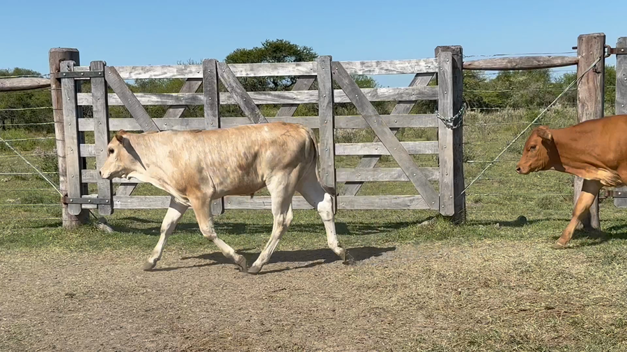 Lote 110 Terneros en Corrientes, Sauce