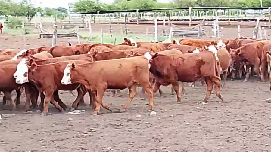 Lote 143 Terneros