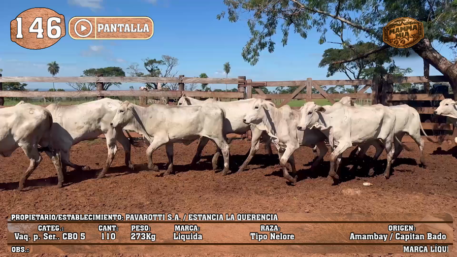 Lote LOTE 146 - PANTALLA