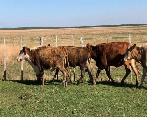 Lote 50 Vacas de invernar en Virasoro, Corrientes