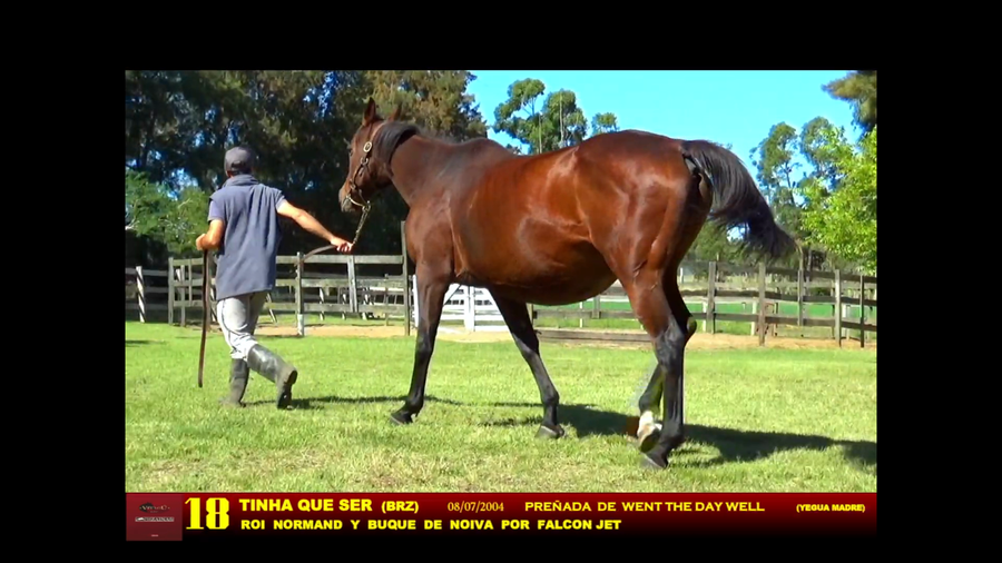 Lote TINHA QUE SER (BRZ)