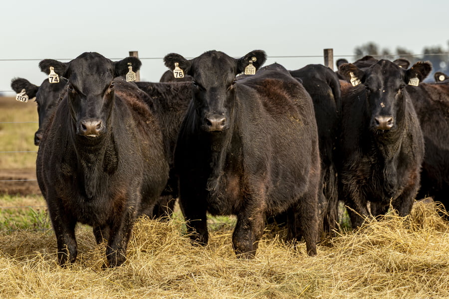 Lote VAQUILLONAS ANGUS PURAS CONTROLADAS
