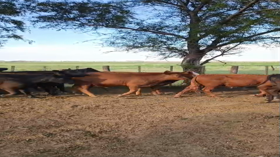 Lote 86 Novillitos ADOLFO ALSINA