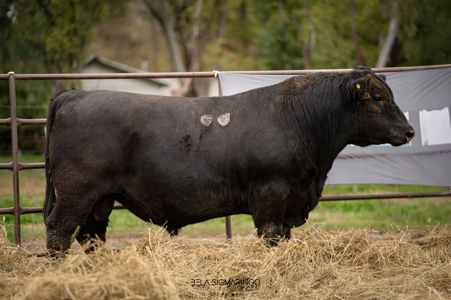 Lote TOROS ANGUS  PP