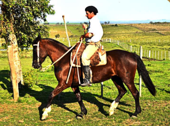 Lote Preferida la constancia