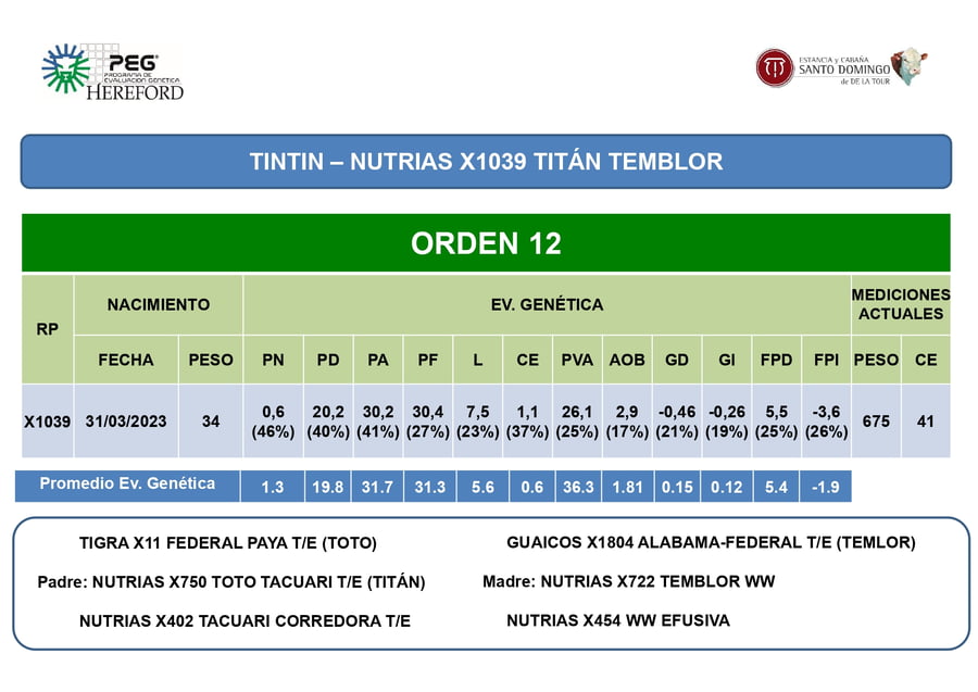 Lote Toros PP