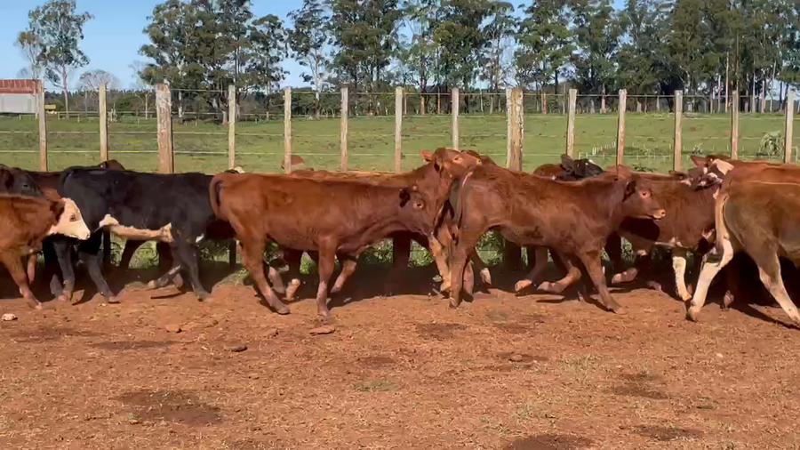Lote 130 Terneros/as en Virasoro, Corrientes