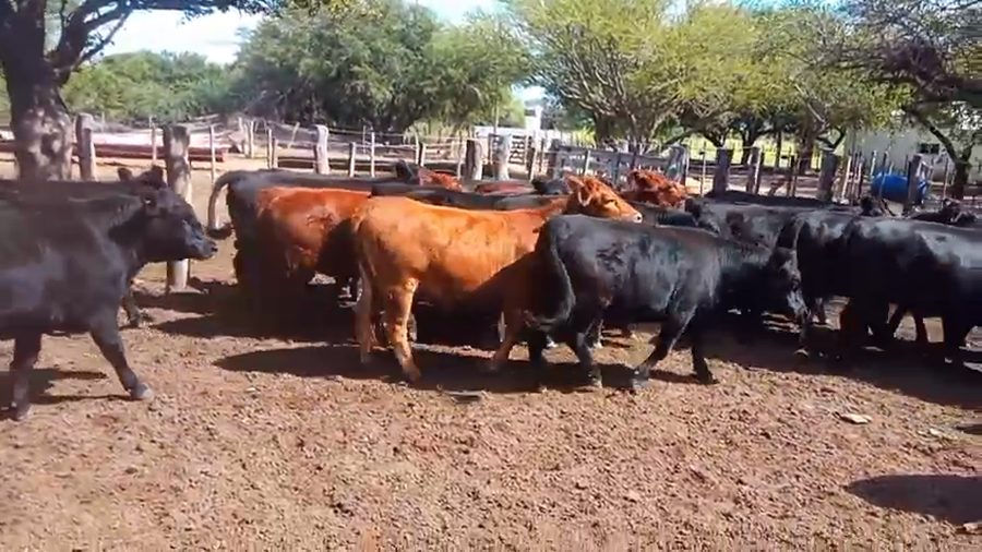 Lote 48 Vaquillonas P/ Servicio