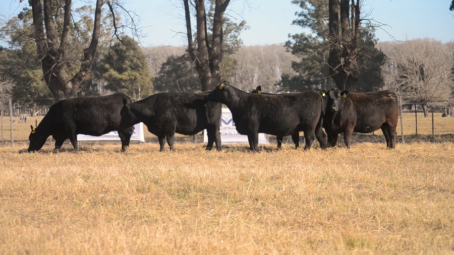 Lote Cabaña Don Felix: VAQUILLONAS ANGUS P.C.