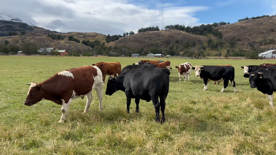 Lote 22 Novillo Engorda en Río Ibáñez, XI Región Aysén