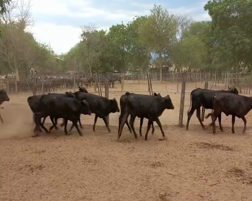 Lote 52 Terneras Brangus Negras de 205 Kg, en El Tala, Salta.-