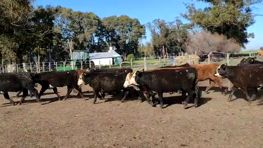 Lote San José del Arroyo Novillos Hereford y Caretas