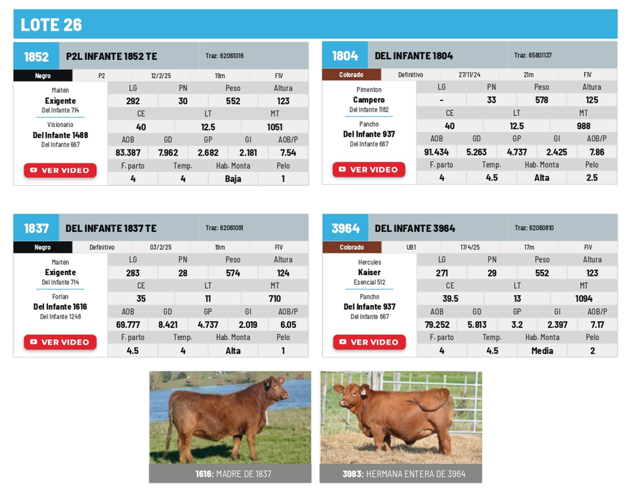 Lote Lote 26